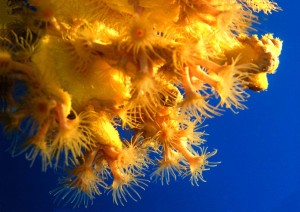 Tauchen auf der Insel Krk Styria Guenis Diving Center Krk, DIE Tauchbasis auf der Insel Krk, die Beste Adresse zum Tauchen in Kroatien