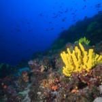 Tauchen auf der Insel Krk Styria Guenis Diving Center Krk, DIE Tauchbasis auf der Insel Krk, die Beste Adresse zum Tauchen in Kroatien