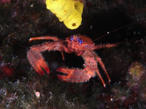 Tauchen auf der Insel Krk Styria Guenis Diving Center Krk, DIE Tauchbasis auf der Insel Krk, die Beste Adresse zum Tauchen in Kroatien