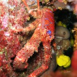 Tauchen auf der Insel Krk Styria Guenis Diving Center Krk, DIE Tauchbasis auf der Insel Krk, die Beste Adresse zum Tauchen in Kroatien