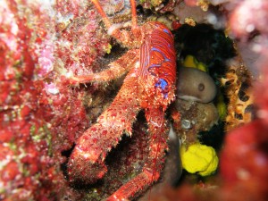 Tauchen auf der Insel Krk Styria Guenis Diving Center Krk, DIE Tauchbasis auf der Insel Krk, die Beste Adresse zum Tauchen in Kroatien