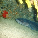 Tauchen auf der Insel Krk Styria Guenis Diving Center Krk, DIE Tauchbasis auf der Insel Krk, die Beste Adresse zum Tauchen in Kroatien