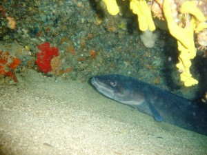 Tauchen auf der Insel Krk Styria Guenis Diving Center Krk, DIE Tauchbasis auf der Insel Krk, die Beste Adresse zum Tauchen in Kroatien