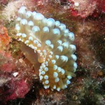 Tauchen auf der Insel Krk Styria Guenis Diving Center Krk, DIE Tauchbasis auf der Insel Krk, die Beste Adresse zum Tauchen in Kroatien