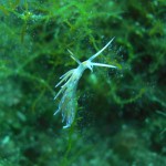Tauchen auf der Insel Krk Styria Guenis Diving Center Krk, DIE Tauchbasis auf der Insel Krk, die Beste Adresse zum Tauchen in Kroatien