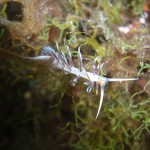 Tauchen auf der Insel Krk Styria Guenis Diving Center Krk, DIE Tauchbasis auf der Insel Krk, die Beste Adresse zum Tauchen in Kroatien