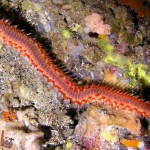 Tauchen auf der Insel Krk Styria Guenis Diving Center Krk, DIE Tauchbasis auf der Insel Krk, die Beste Adresse zum Tauchen in Kroatien