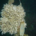Tauchen auf der Insel Krk Styria Guenis Diving Center Krk, DIE Tauchbasis auf der Insel Krk, die Beste Adresse zum Tauchen in Kroatien