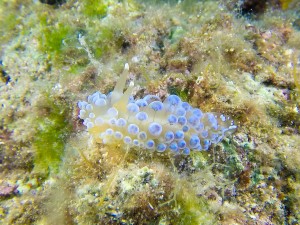 Tauchen auf der Insel Krk Styria Guenis Diving Center Krk, DIE Tauchbasis auf der Insel Krk, die Beste Adresse zum Tauchen in Kroatien