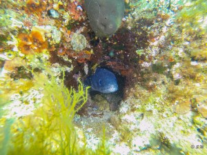 Tauchen auf der Insel Krk Styria Guenis Diving Center Krk, DIE Tauchbasis auf der Insel Krk, die Beste Adresse zum Tauchen in Kroatien