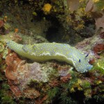 Tauchen auf der Insel Krk Styria Guenis Diving Center Krk, DIE Tauchbasis auf der Insel Krk, die Beste Adresse zum Tauchen in Kroatien