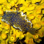 Tauchen auf der Insel Krk Styria Guenis Diving Center Krk, DIE Tauchbasis auf der Insel Krk, die Beste Adresse zum Tauchen in Kroatien