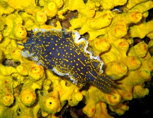Tauchen auf der Insel Krk Styria Guenis Diving Center Krk, DIE Tauchbasis auf der Insel Krk, die Beste Adresse zum Tauchen in Kroatien