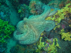 Tauchen auf der Insel Krk Styria Guenis Diving Center Krk, DIE Tauchbasis auf der Insel Krk, die Beste Adresse zum Tauchen in Kroatien
