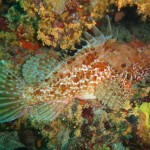 Tauchen auf der Insel Krk Styria Guenis Diving Center Krk, DIE Tauchbasis auf der Insel Krk, die Beste Adresse zum Tauchen in Kroatien