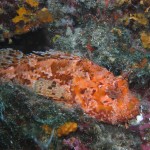 Tauchen auf der Insel Krk Styria Guenis Diving Center Krk, DIE Tauchbasis auf der Insel Krk, die Beste Adresse zum Tauchen in Kroatien