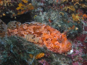 Tauchen auf der Insel Krk Styria Guenis Diving Center Krk, DIE Tauchbasis auf der Insel Krk, die Beste Adresse zum Tauchen in Kroatien