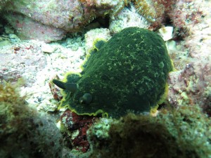 Tauchen auf der Insel Krk Styria Guenis Diving Center Krk, DIE Tauchbasis auf der Insel Krk, die Beste Adresse zum Tauchen in Kroatien
