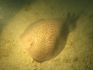 Tauchen auf der Insel Krk Styria Guenis Diving Center Krk, DIE Tauchbasis auf der Insel Krk, die Beste Adresse zum Tauchen in Kroatien