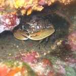 Tauchen auf der Insel Krk Styria Guenis Diving Center Krk, DIE Tauchbasis auf der Insel Krk, die Beste Adresse zum Tauchen in Kroatien