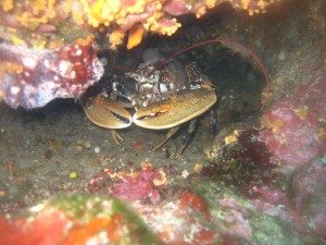 Tauchen auf der Insel Krk Styria Guenis Diving Center Krk, DIE Tauchbasis auf der Insel Krk, die Beste Adresse zum Tauchen in Kroatien