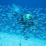 Tauchen auf der Insel Krk Styria Guenis Diving Center Krk, DIE Tauchbasis auf der Insel Krk, die Beste Adresse zum Tauchen in Kroatien