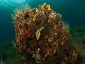 Tauchen auf der Insel Krk Styria Guenis Diving Center Krk, DIE Tauchbasis auf der Insel Krk, die Beste Adresse zum Tauchen in Kroatien