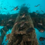 Tauchen auf der Insel Krk Styria Guenis Diving Center Krk, DIE Tauchbasis auf der Insel Krk, die Beste Adresse zum Tauchen in Kroatien