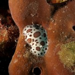 Tauchen auf der Insel Krk Styria Guenis Diving Center Krk, DIE Tauchbasis auf der Insel Krk, die Beste Adresse zum Tauchen in Kroatien