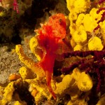 Tauchen auf der Insel Krk Styria Guenis Diving Center Krk, DIE Tauchbasis auf der Insel Krk, die Beste Adresse zum Tauchen in Kroatien