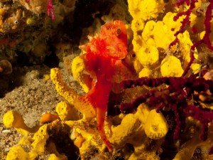Tauchen auf der Insel Krk Styria Guenis Diving Center Krk, DIE Tauchbasis auf der Insel Krk, die Beste Adresse zum Tauchen in Kroatien