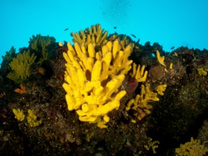 Tauchen auf der Insel Krk Styria Guenis Diving Center Krk, DIE Tauchbasis auf der Insel Krk, die Beste Adresse zum Tauchen in Kroatien