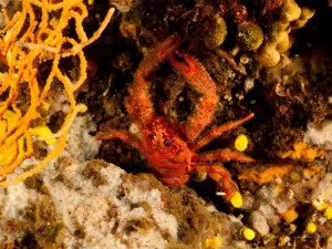 Tauchen auf der Insel Krk Styria Guenis Diving Center Krk, DIE Tauchbasis auf der Insel Krk, die Beste Adresse zum Tauchen in Kroatien