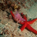 Tauchen auf der Insel Krk Styria Guenis Diving Center Krk, DIE Tauchbasis auf der Insel Krk, die Beste Adresse zum Tauchen in Kroatien
