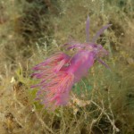 Tauchen auf der Insel Krk Styria Guenis Diving Center Krk, DIE Tauchbasis auf der Insel Krk, die Beste Adresse zum Tauchen in Kroatien