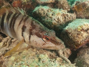Tauchen auf der Insel Krk Styria Guenis Diving Center Krk, DIE Tauchbasis auf der Insel Krk, die Beste Adresse zum Tauchen in Kroatien