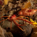 Tauchen auf der Insel Krk Styria Guenis Diving Center Krk, DIE Tauchbasis auf der Insel Krk, die Beste Adresse zum Tauchen in Kroatien