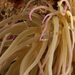Tauchen auf der Insel Krk Styria Guenis Diving Center Krk, DIE Tauchbasis auf der Insel Krk, die Beste Adresse zum Tauchen in Kroatien