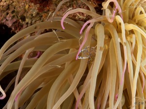 Tauchen auf der Insel Krk Styria Guenis Diving Center Krk, DIE Tauchbasis auf der Insel Krk, die Beste Adresse zum Tauchen in Kroatien