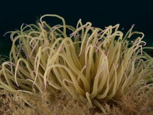 Tauchen auf der Insel Krk Styria Guenis Diving Center Krk, DIE Tauchbasis auf der Insel Krk, die Beste Adresse zum Tauchen in Kroatien