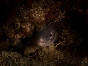 Tauchen auf der Insel Krk Styria Guenis Diving Center Krk, DIE Tauchbasis auf der Insel Krk, die Beste Adresse zum Tauchen in Kroatien