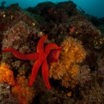 Tauchen auf der Insel Krk Styria Guenis Diving Center Krk, DIE Tauchbasis auf der Insel Krk, die Beste Adresse zum Tauchen in Kroatien