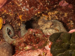 Tauchen auf der Insel Krk Styria Guenis Diving Center Krk, DIE Tauchbasis auf der Insel Krk, die Beste Adresse zum Tauchen in Kroatien