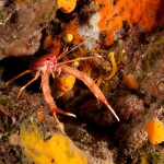Tauchen auf der Insel Krk Styria Guenis Diving Center Krk, DIE Tauchbasis auf der Insel Krk, die Beste Adresse zum Tauchen in Kroatien