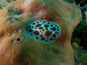 Tauchen auf der Insel Krk Styria Guenis Diving Center Krk, DIE Tauchbasis auf der Insel Krk, die Beste Adresse zum Tauchen in Kroatien