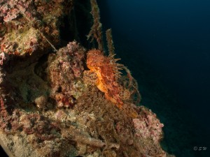 Tauchen auf der Insel Krk Styria Guenis Diving Center Krk, DIE Tauchbasis auf der Insel Krk, die Beste Adresse zum Tauchen in Kroatien