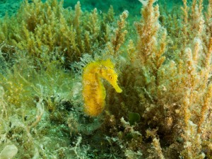 Tauchen auf der Insel Krk Styria Guenis Diving Center Krk, DIE Tauchbasis auf der Insel Krk, die Beste Adresse zum Tauchen in Kroatien