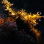 Tauchen auf der Insel Krk Styria Guenis Diving Center Krk, DIE Tauchbasis auf der Insel Krk, die Beste Adresse zum Tauchen in Kroatien