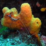 Tauchen auf der Insel Krk Styria Guenis Diving Center Krk, DIE Tauchbasis auf der Insel Krk, die Beste Adresse zum Tauchen in Kroatien