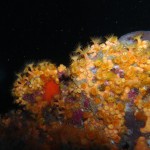 Tauchen auf der Insel Krk Styria Guenis Diving Center Krk, DIE Tauchbasis auf der Insel Krk, die Beste Adresse zum Tauchen in Kroatien